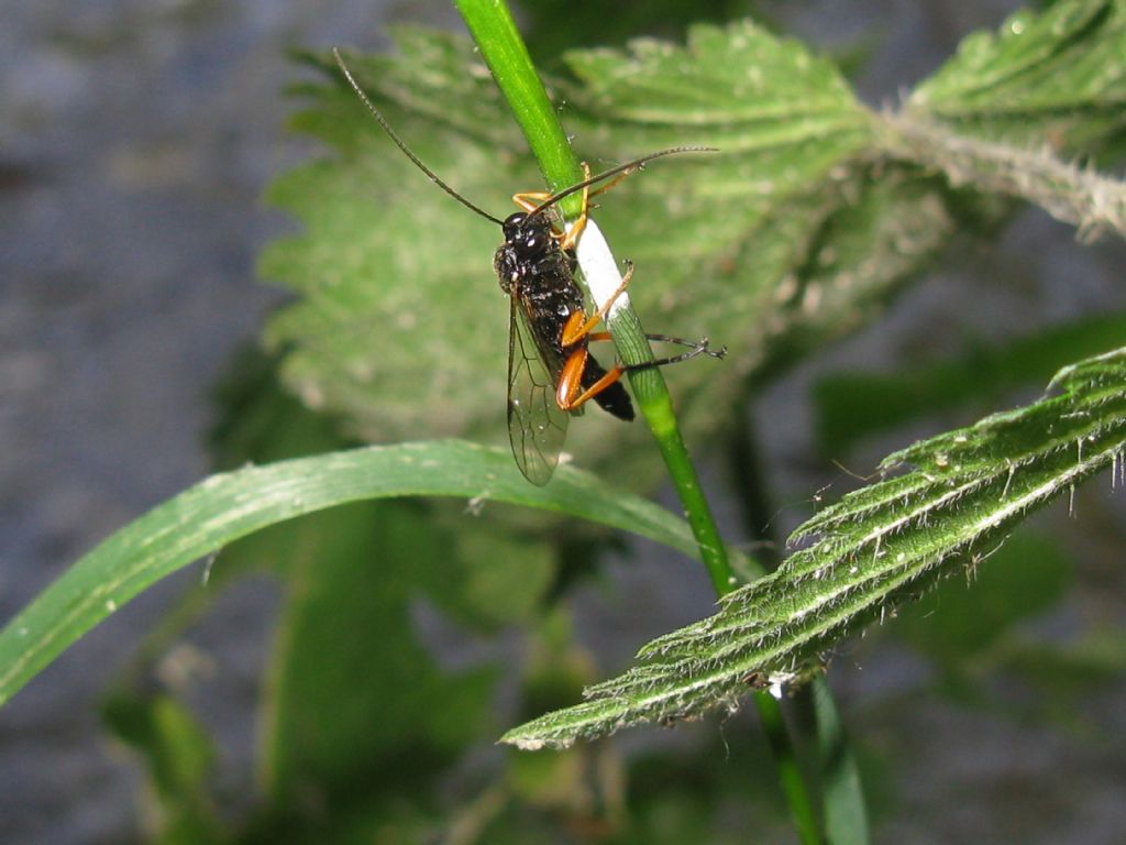 Tenthredinidae? No, maschio di Ichneumonidae