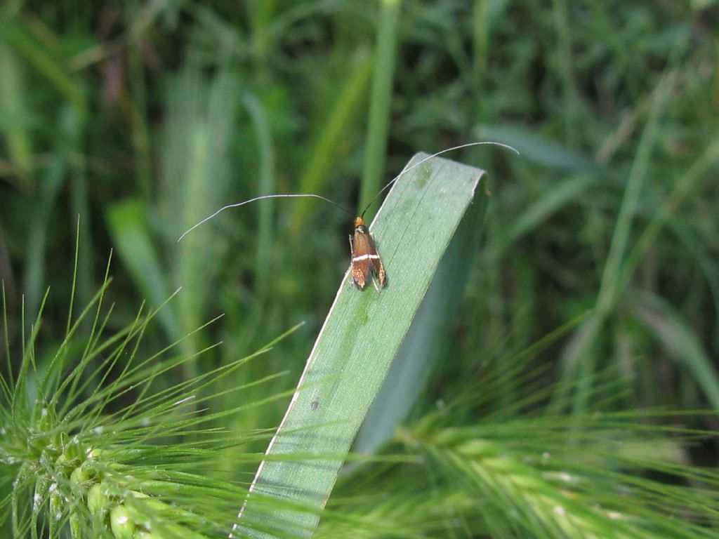 Adela? S, Adela australis - Adelidae