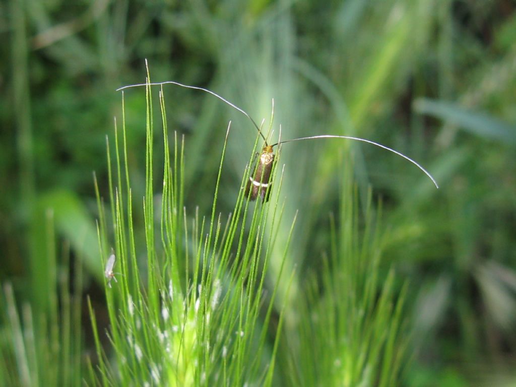 Adela? S, Adela australis - Adelidae