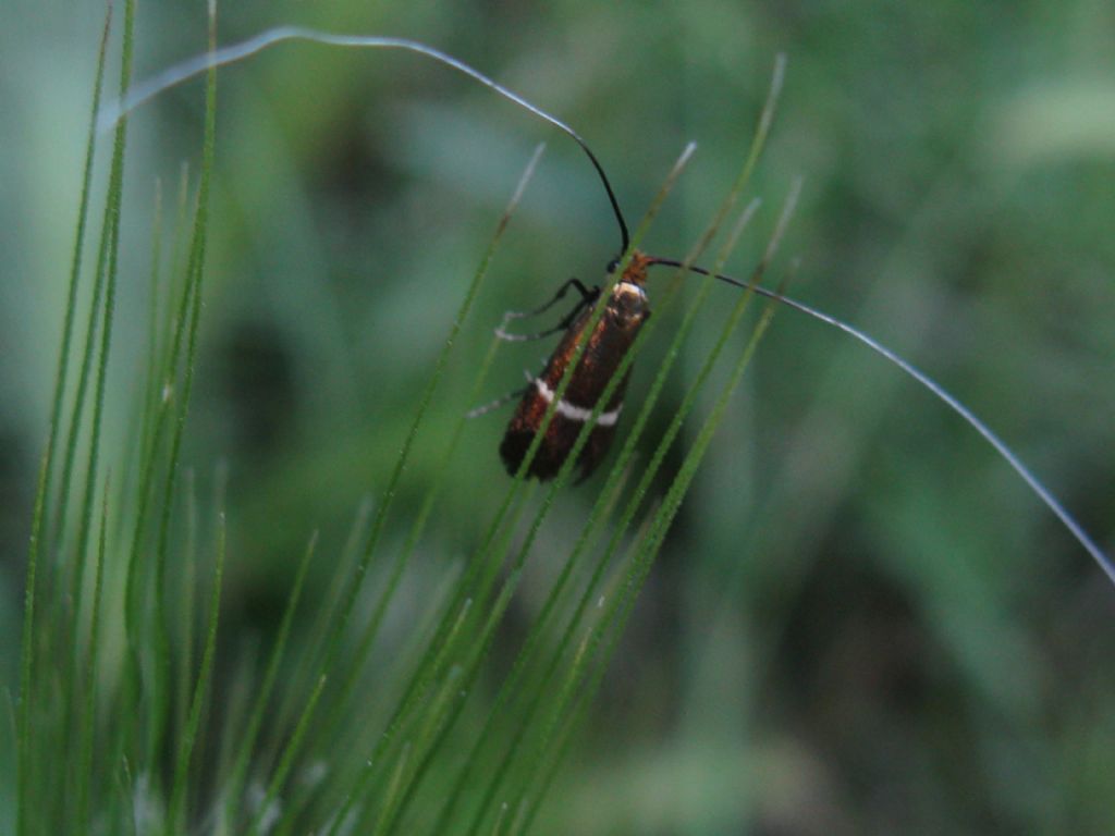 Adela? S, Adela australis - Adelidae