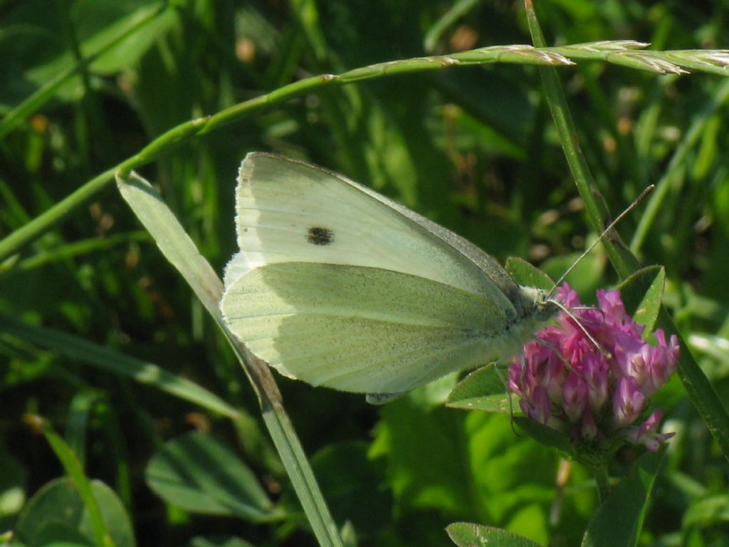 Pieris rapae M? e Pieris...?