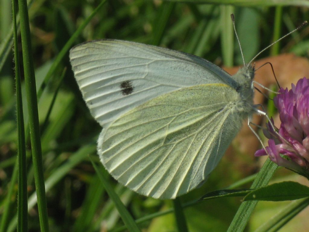 Pieris rapae M? e Pieris...?