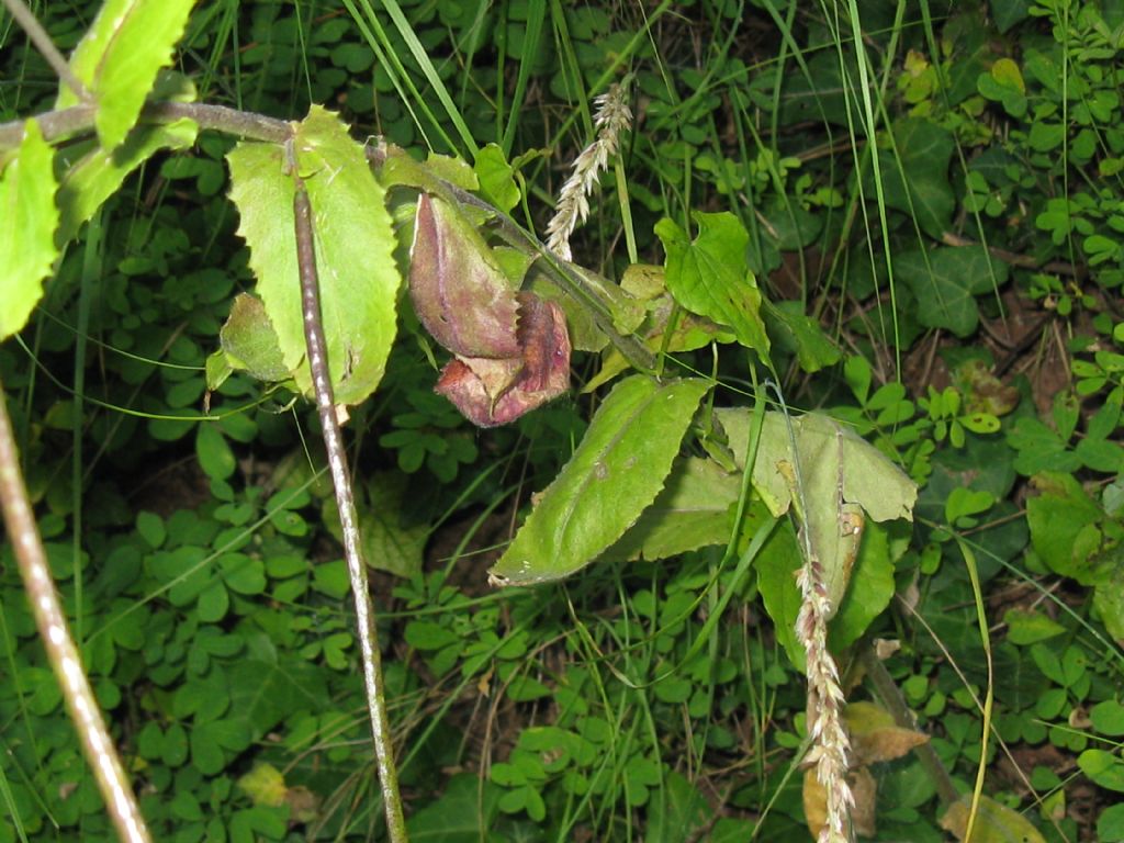 Pseudoturritis turrita  (Brassicaceae)