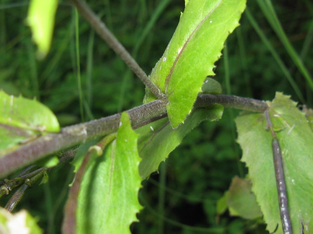 Pseudoturritis turrita  (Brassicaceae)