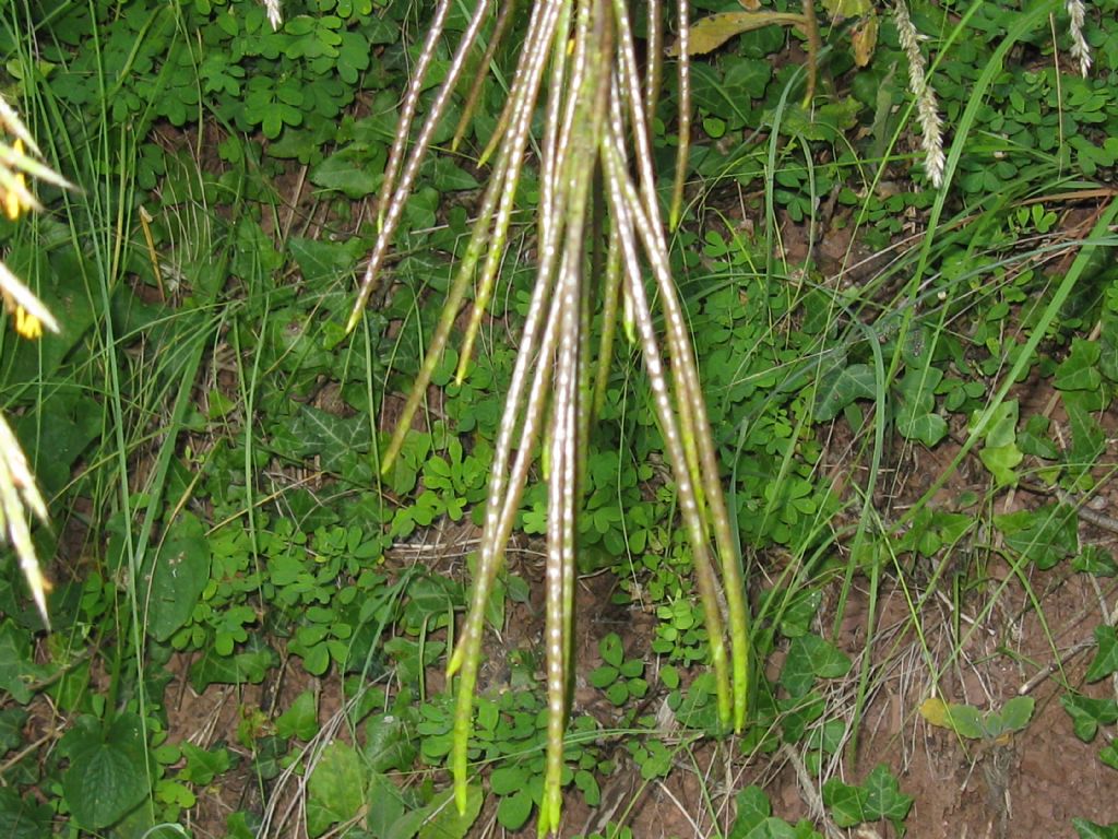 Pseudoturritis turrita  (Brassicaceae)