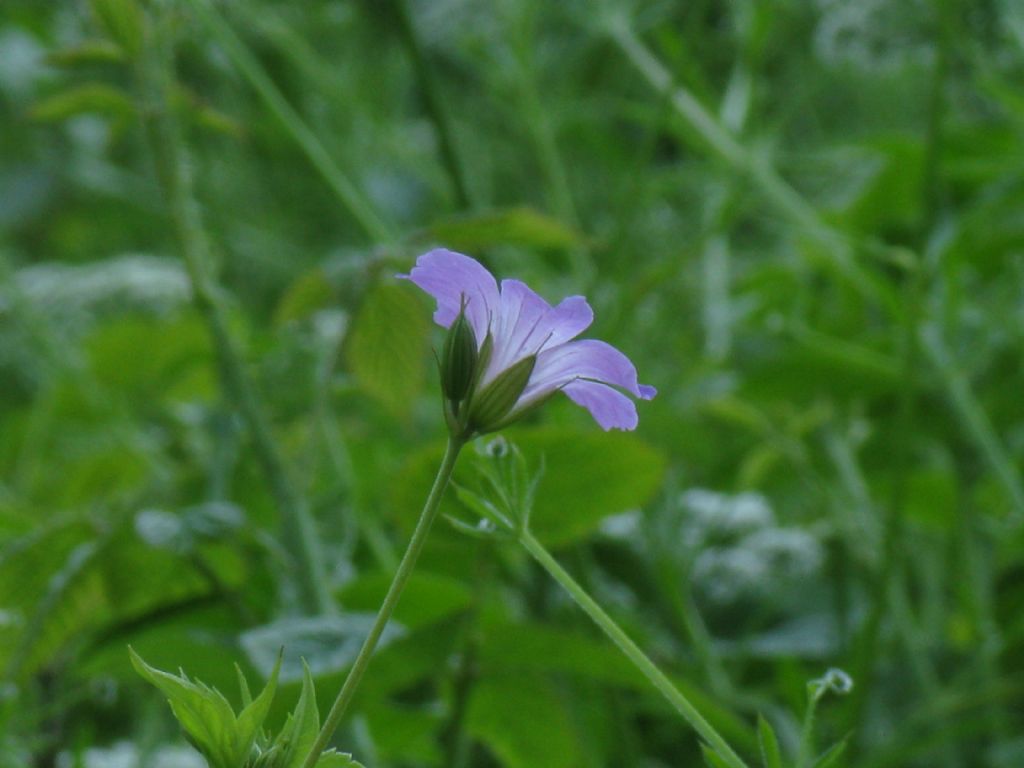 Geranium nodosum