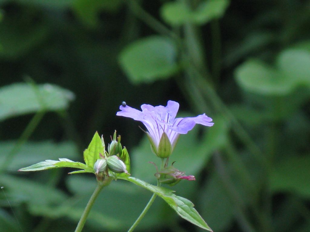 Geranium nodosum