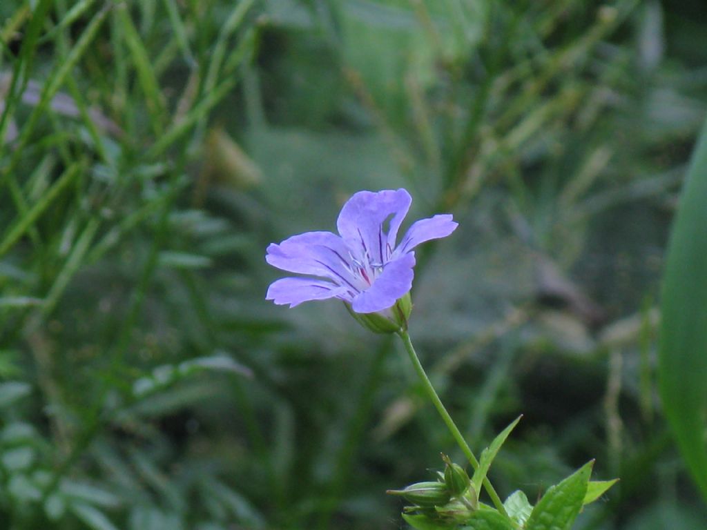 Geranium nodosum