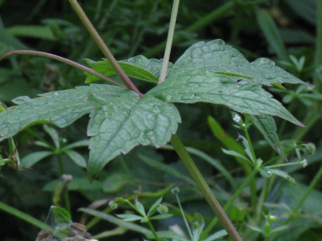 Geranium nodosum