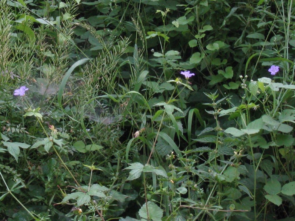 Geranium nodosum