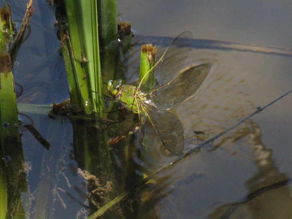 Aeshna? affinis? no, Anax imperator