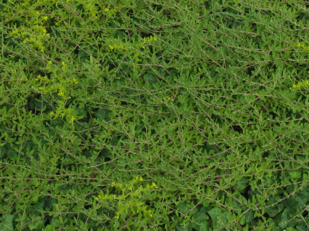 Sedum sarmentosum / Borracina sarmentosa