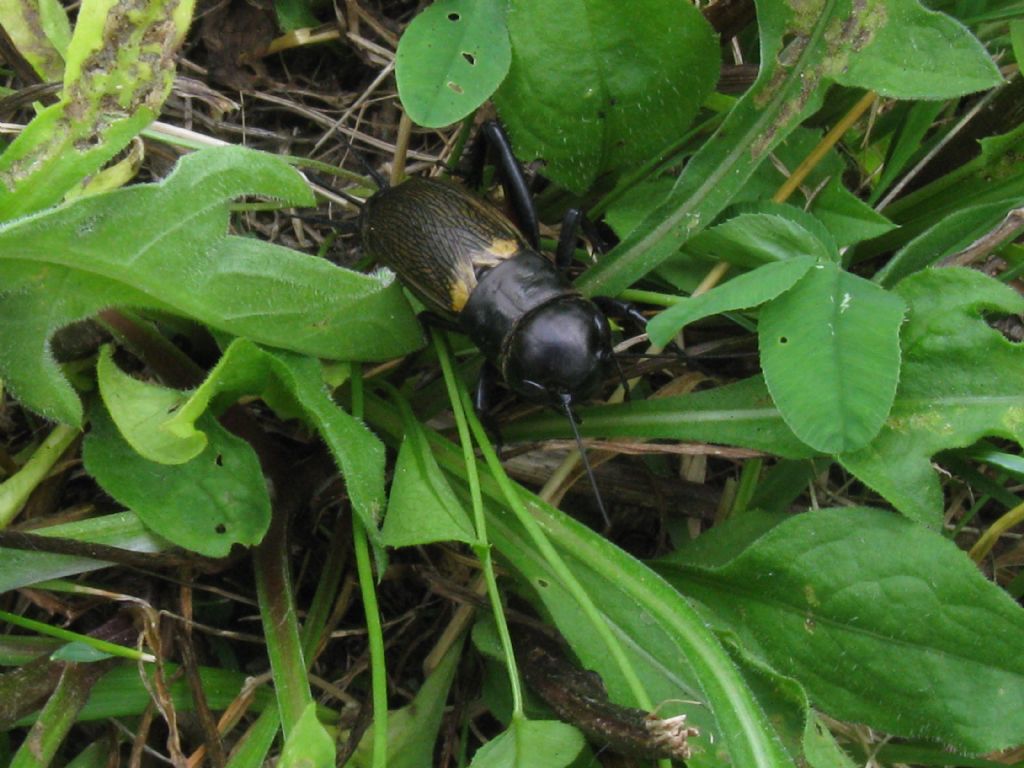 Grillo campestre femmina?  S, Gryllus campestris