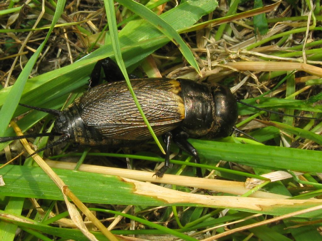 Grillo campestre femmina?  S, Gryllus campestris