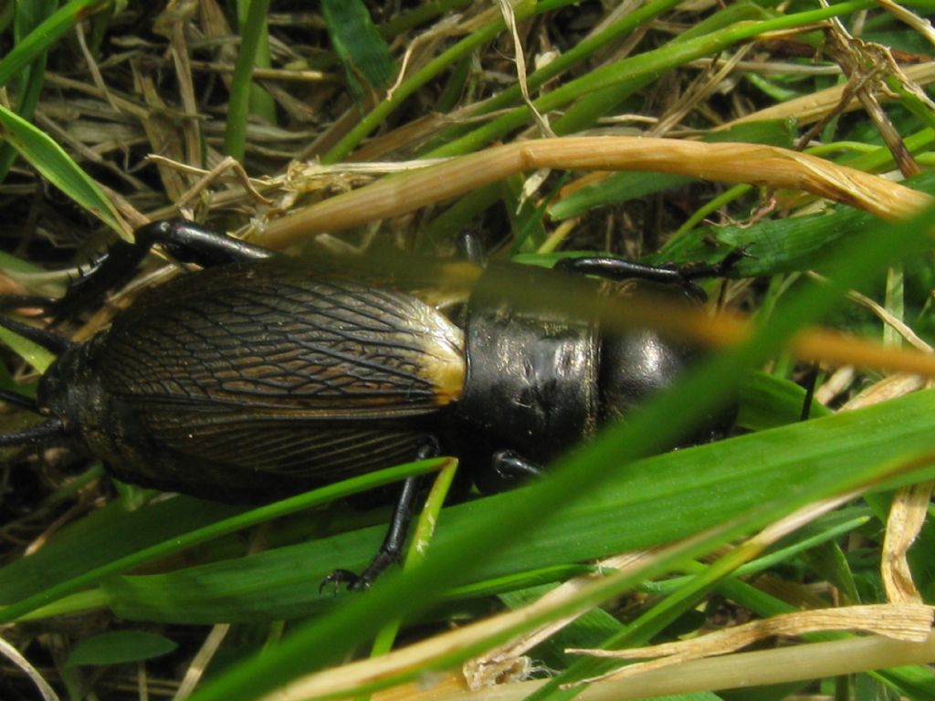 Grillo campestre femmina?  S, Gryllus campestris