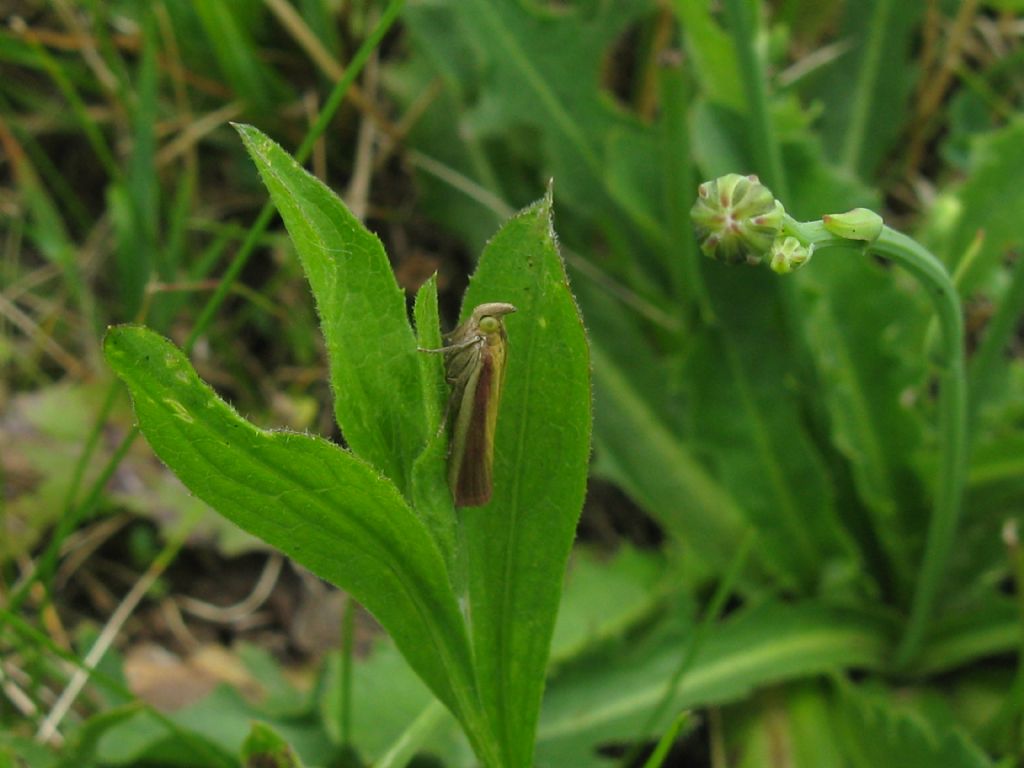 Pyralidae: Oncocera semirubella? S !