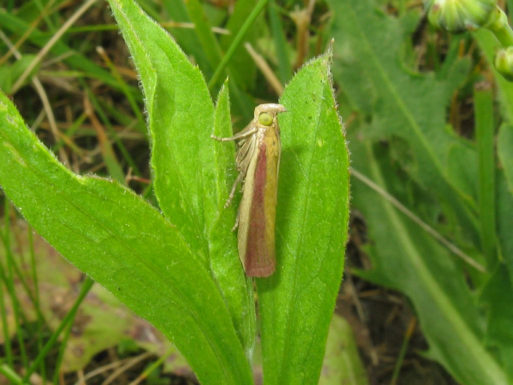 Pyralidae: Oncocera semirubella? S !