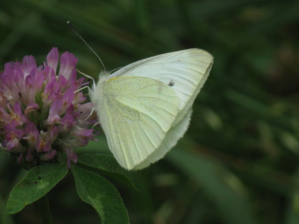 Pieris napi M? No, Pieris rapae