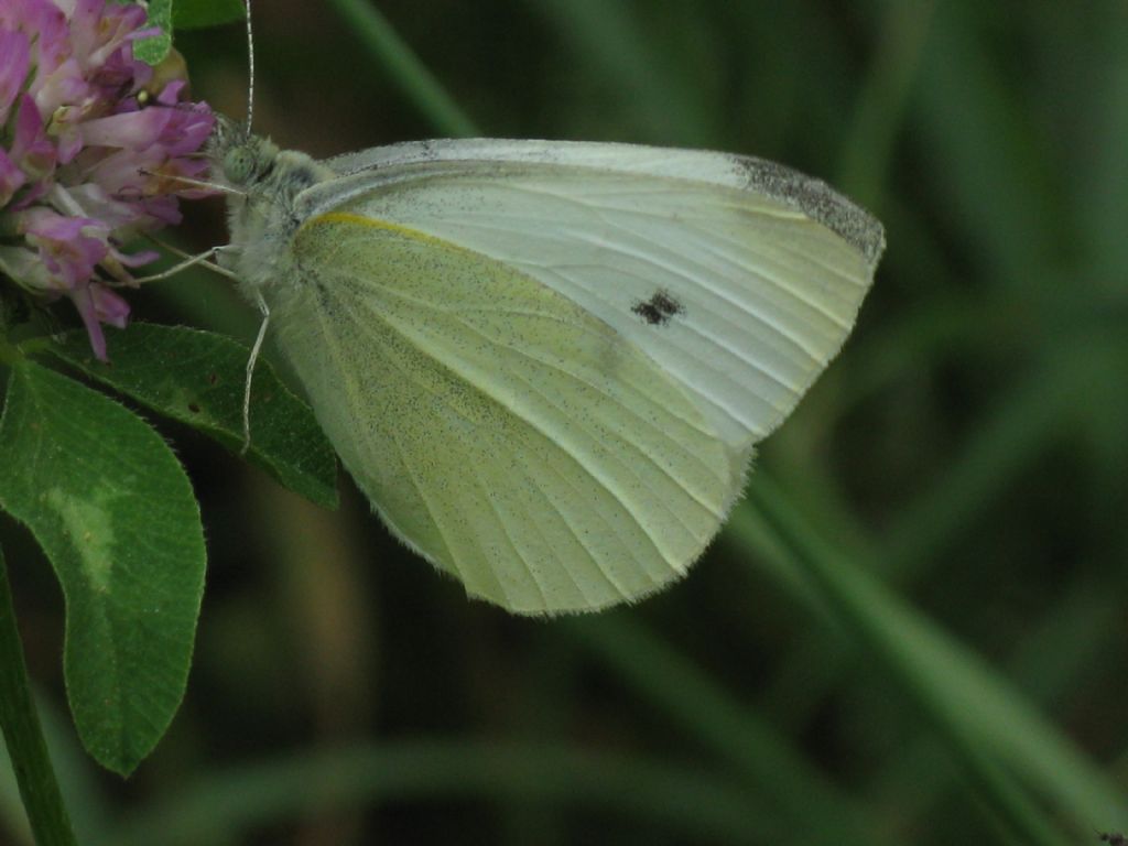 Pieris napi M? No, Pieris rapae