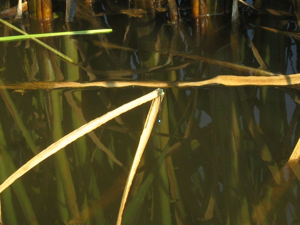 Ischnura elegans M e Crocothemis erythraea M?