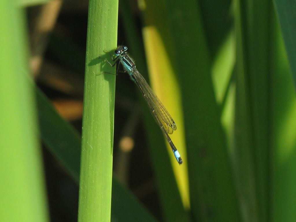 Ischnura elegans M e Crocothemis erythraea M?