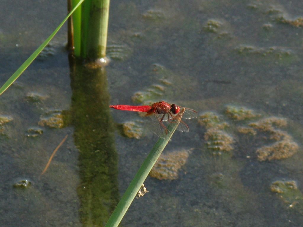 Ischnura elegans M e Crocothemis erythraea M?