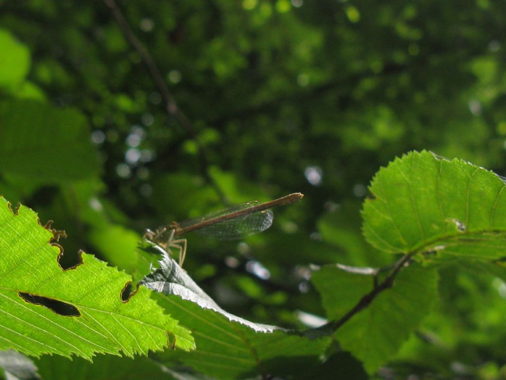 Platycnemis pennipes F?  S !