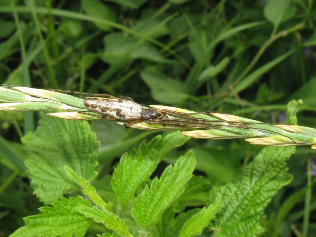 Tetragnatha...?  Tetragnatha sp. - Monza