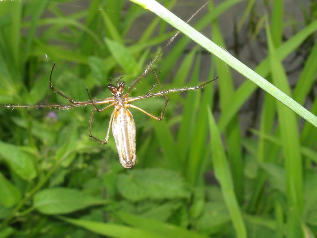 Tetragnatha...?  Tetragnatha sp. - Monza