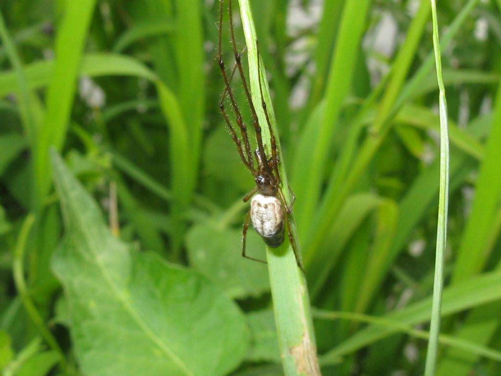 Tetragnatha...?  Tetragnatha sp. - Monza