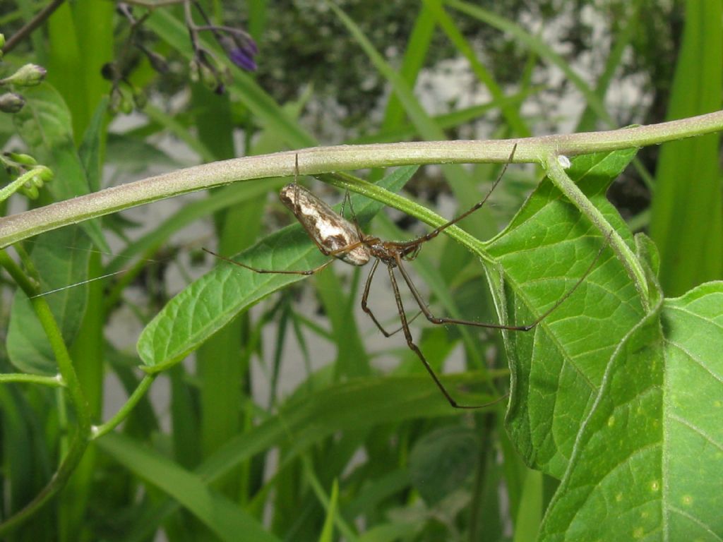 Tetragnatha...?  Tetragnatha sp. - Monza