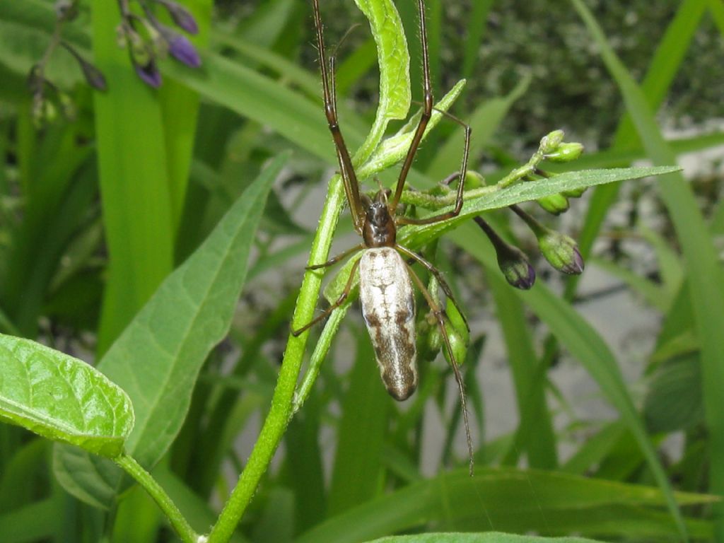 Tetragnatha...?  Tetragnatha sp. - Monza