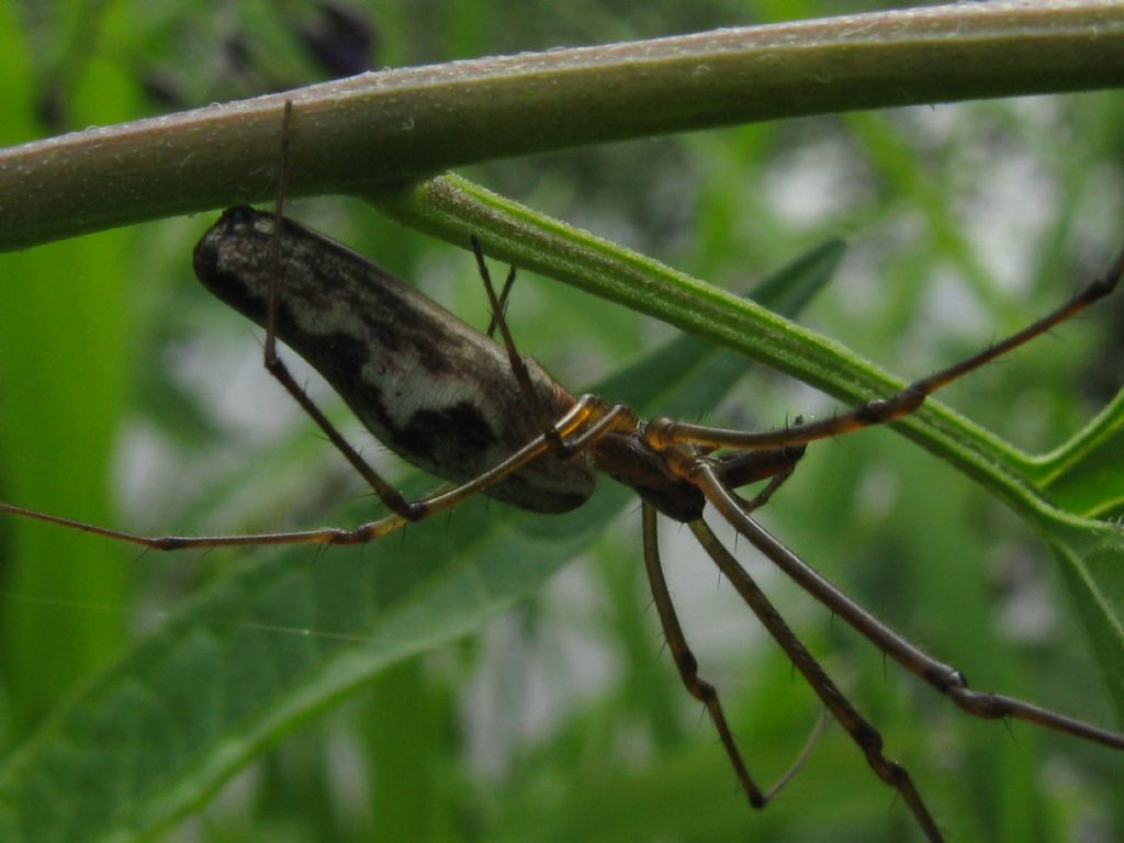 Tetragnatha...?  Tetragnatha sp. - Monza