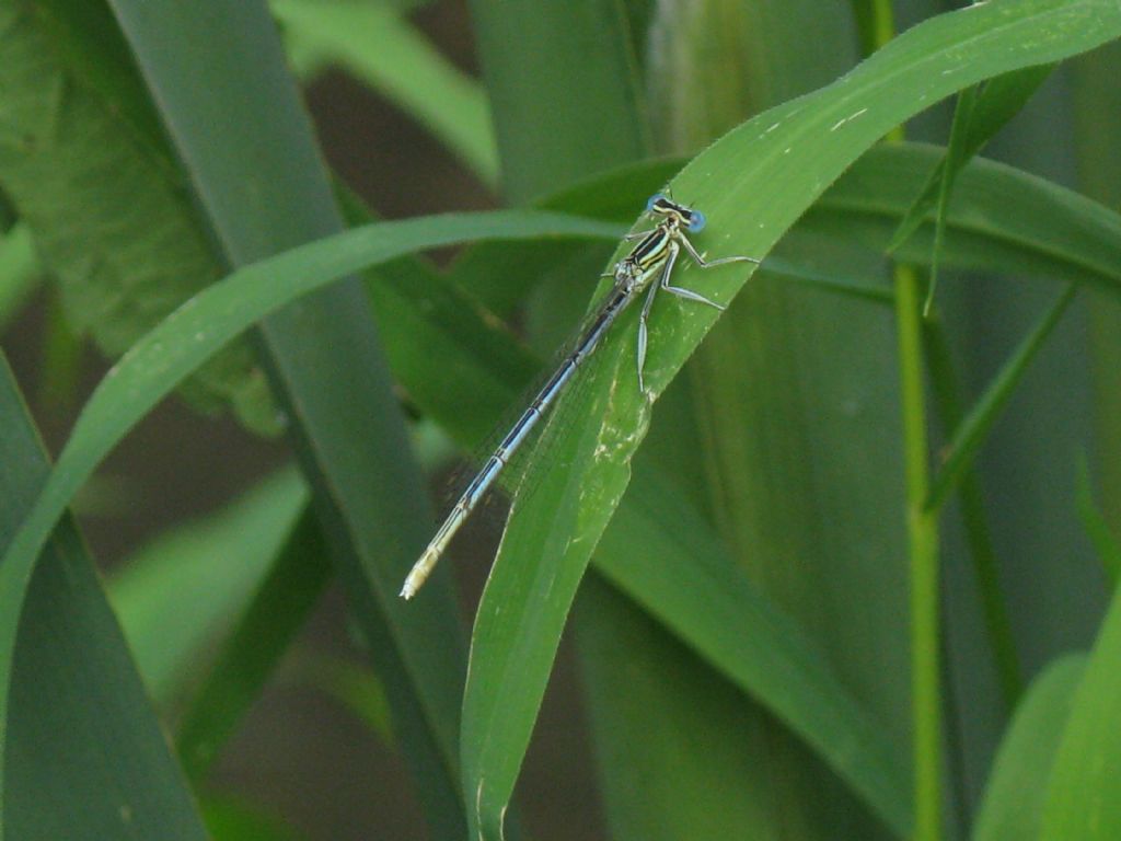 Platycnemis pennipes femmina azzurra