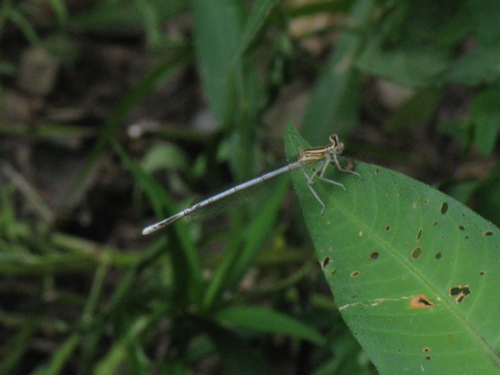 Platycnemis pennipes maschio immaturo?