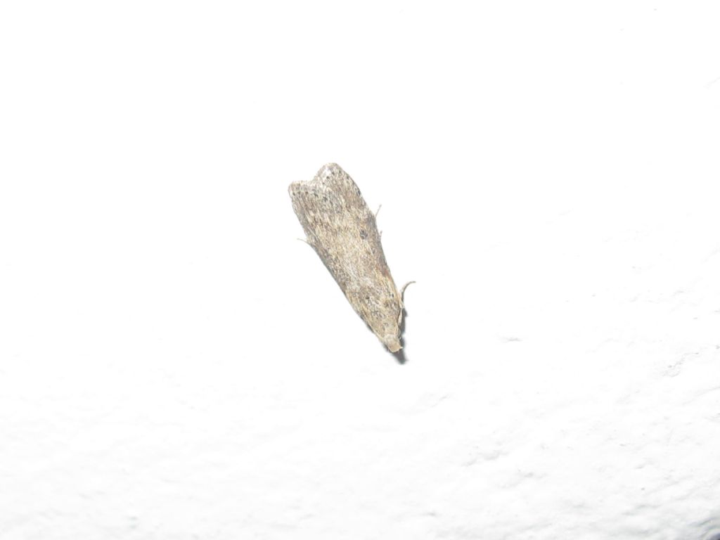 Noctuidae?  No, Cambridae: Nomophila noctuella