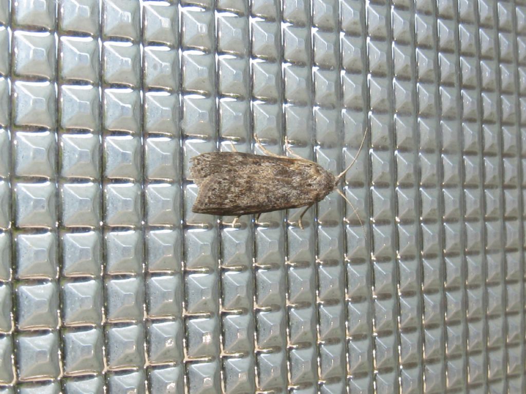 Noctuidae?  No, Cambridae: Nomophila noctuella