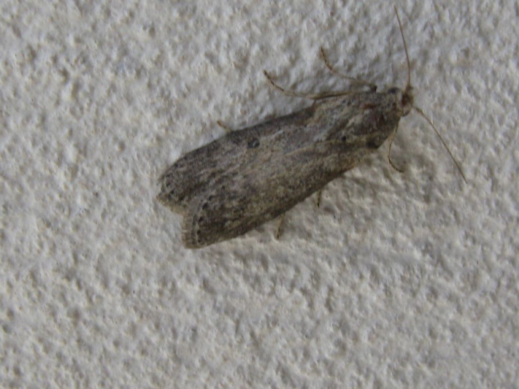 Noctuidae?  No, Cambridae: Nomophila noctuella