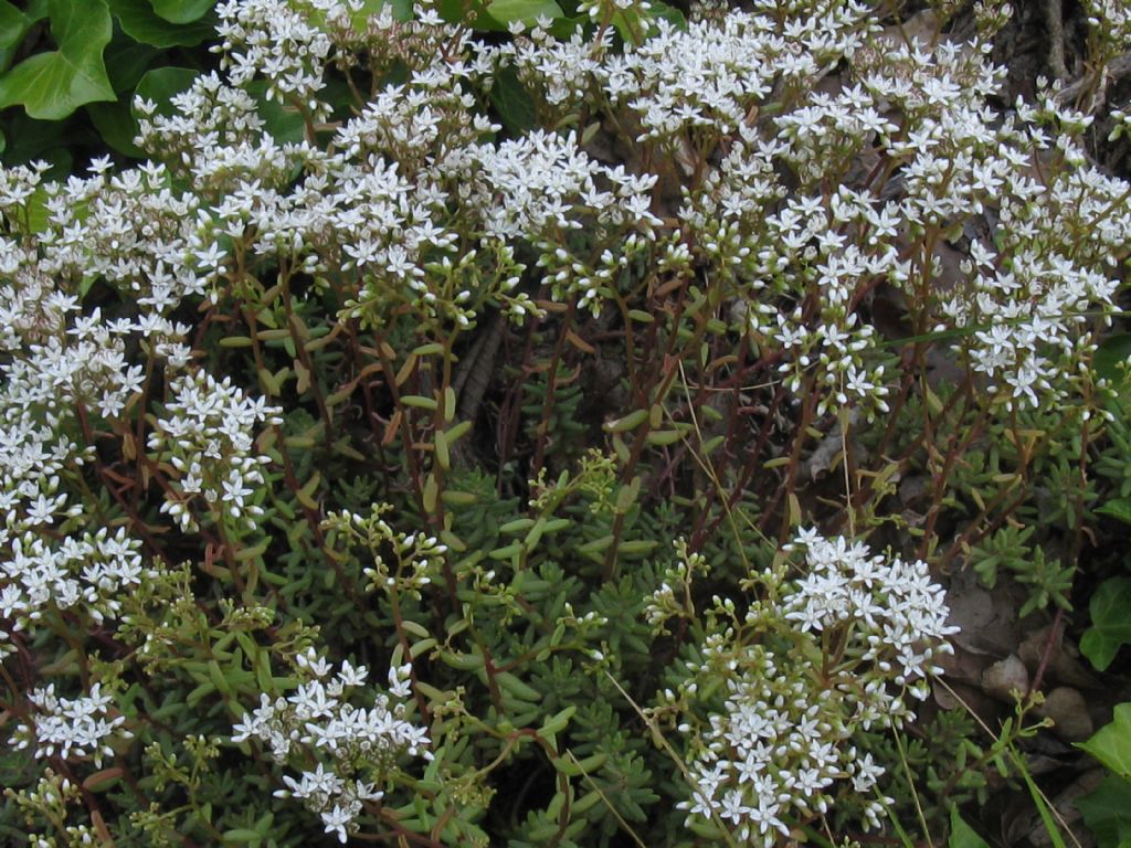 Sedum album / Borracina bianca