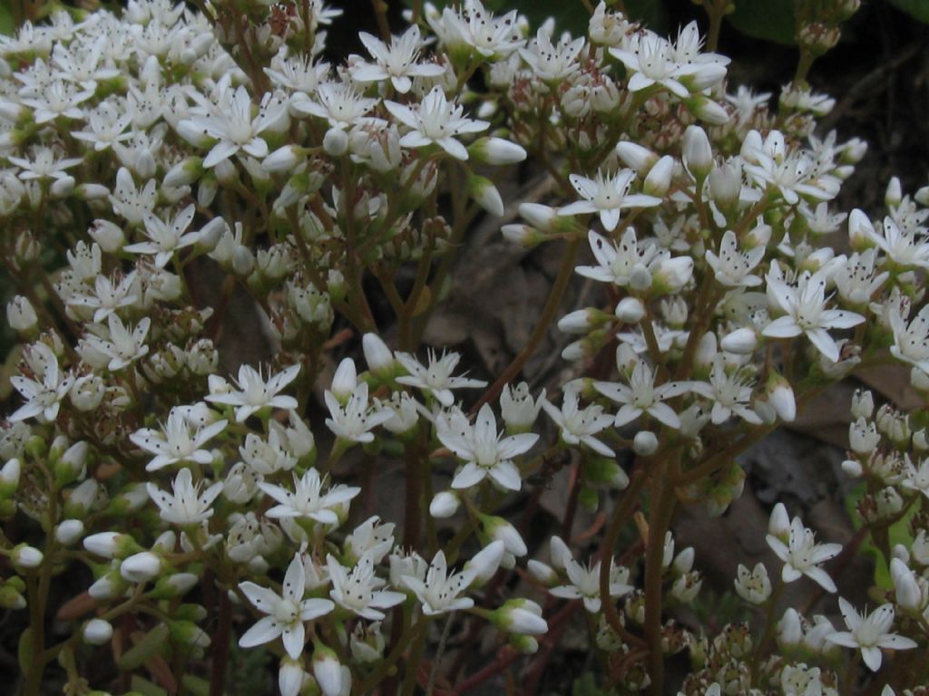 Sedum album / Borracina bianca