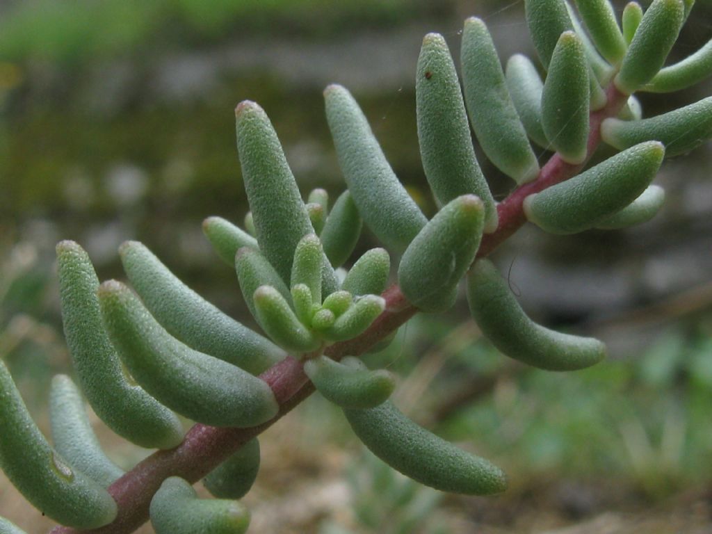 Sedum album / Borracina bianca