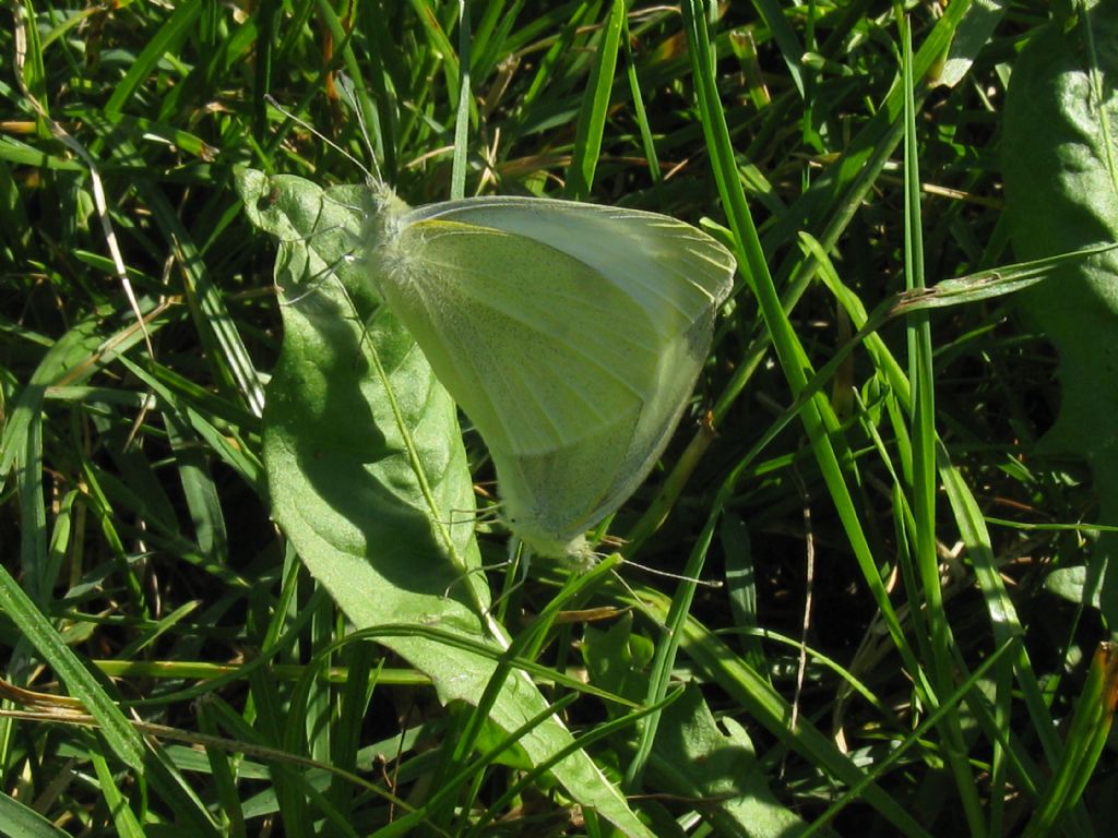 Coppia di Pieris napi? No, Pieris rapae