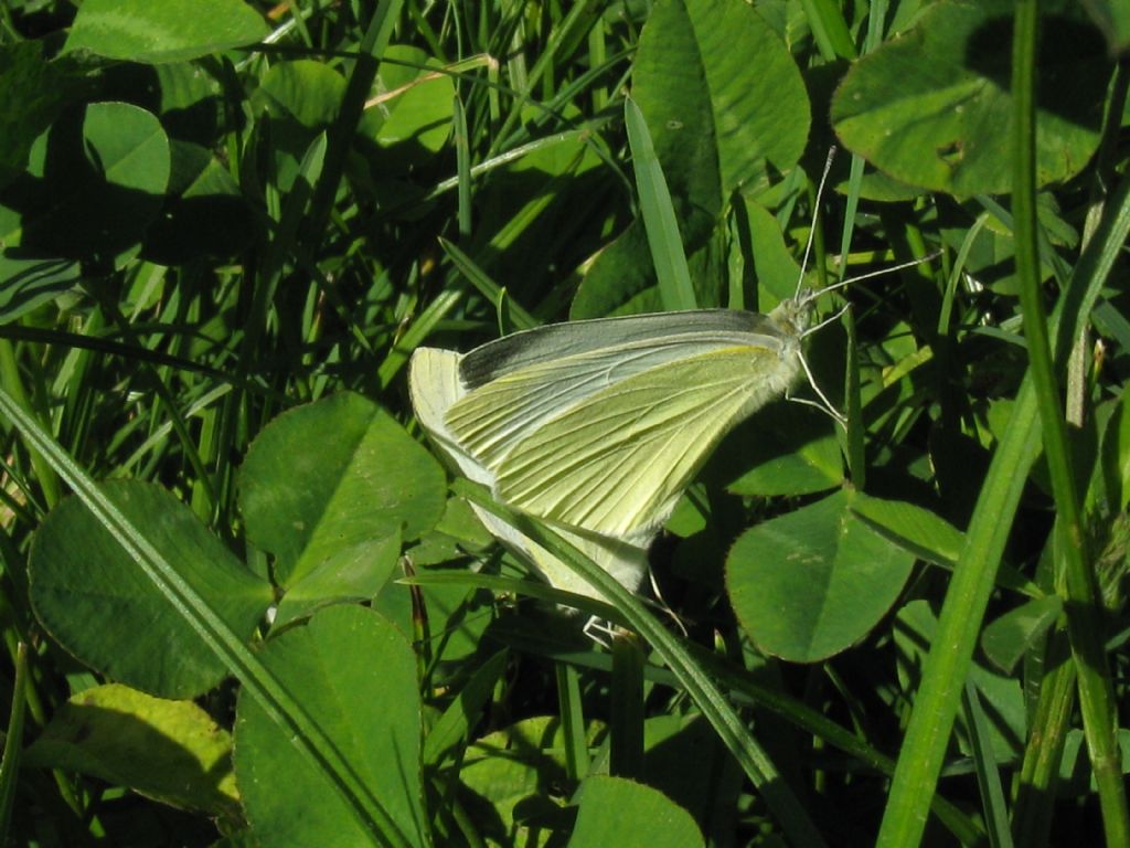 Coppia di Pieris napi? No, Pieris rapae