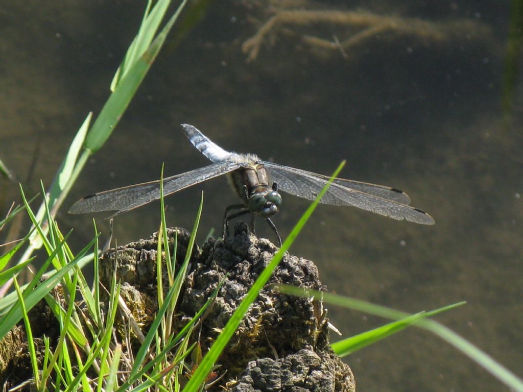 Orthetrum cancellatum M?  S !