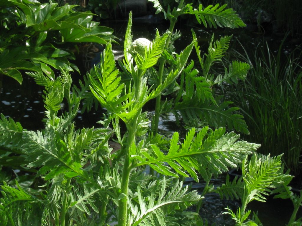 Achillea filipendulina / Millefoglio a foglie di Filipendula