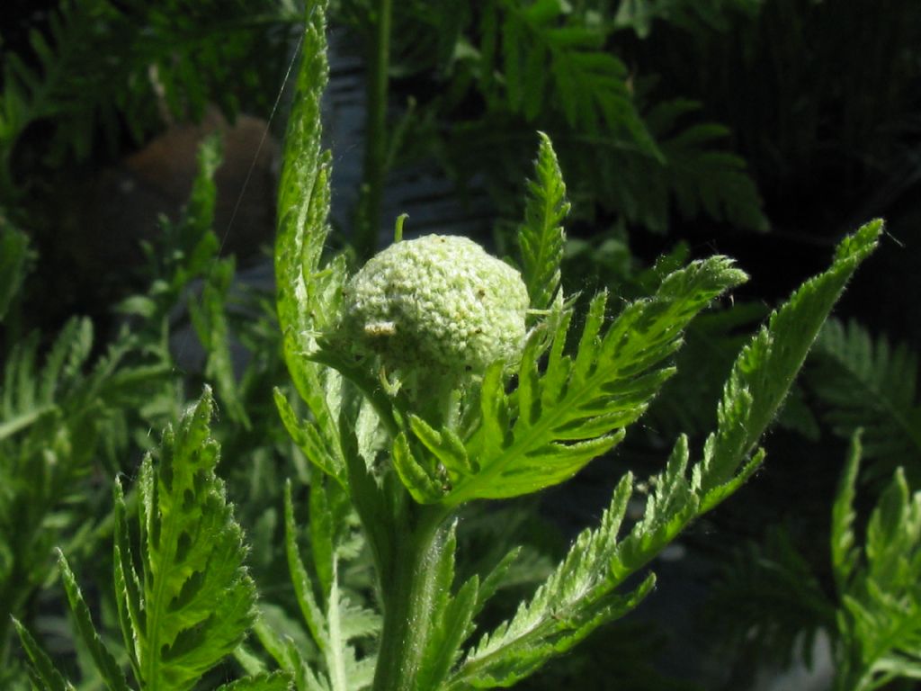 Achillea filipendulina / Millefoglio a foglie di Filipendula