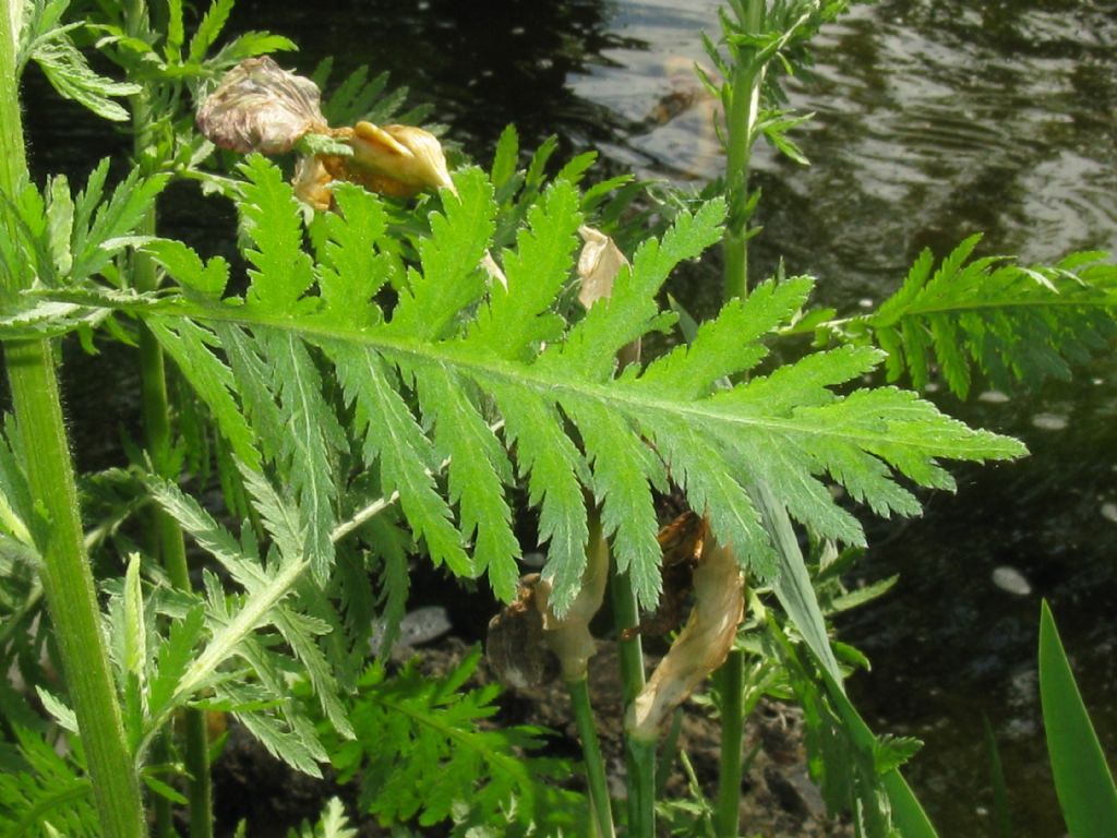 Achillea filipendulina / Millefoglio a foglie di Filipendula