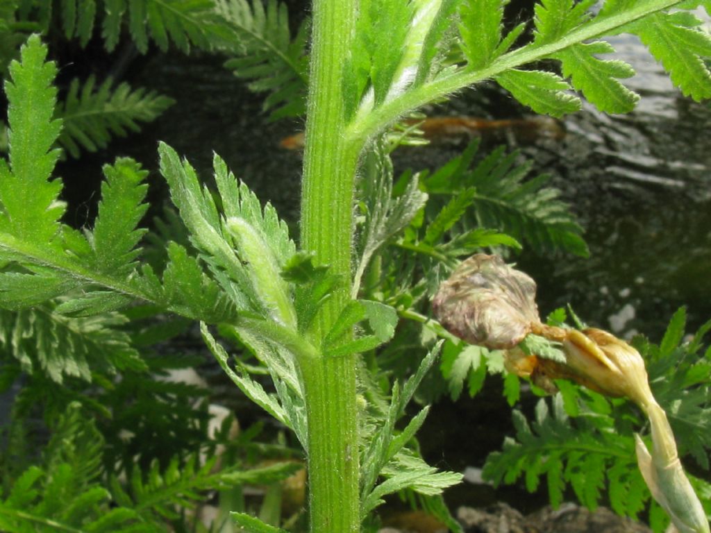 Achillea filipendulina / Millefoglio a foglie di Filipendula