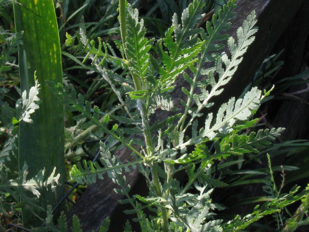 Achillea filipendulina / Millefoglio a foglie di Filipendula