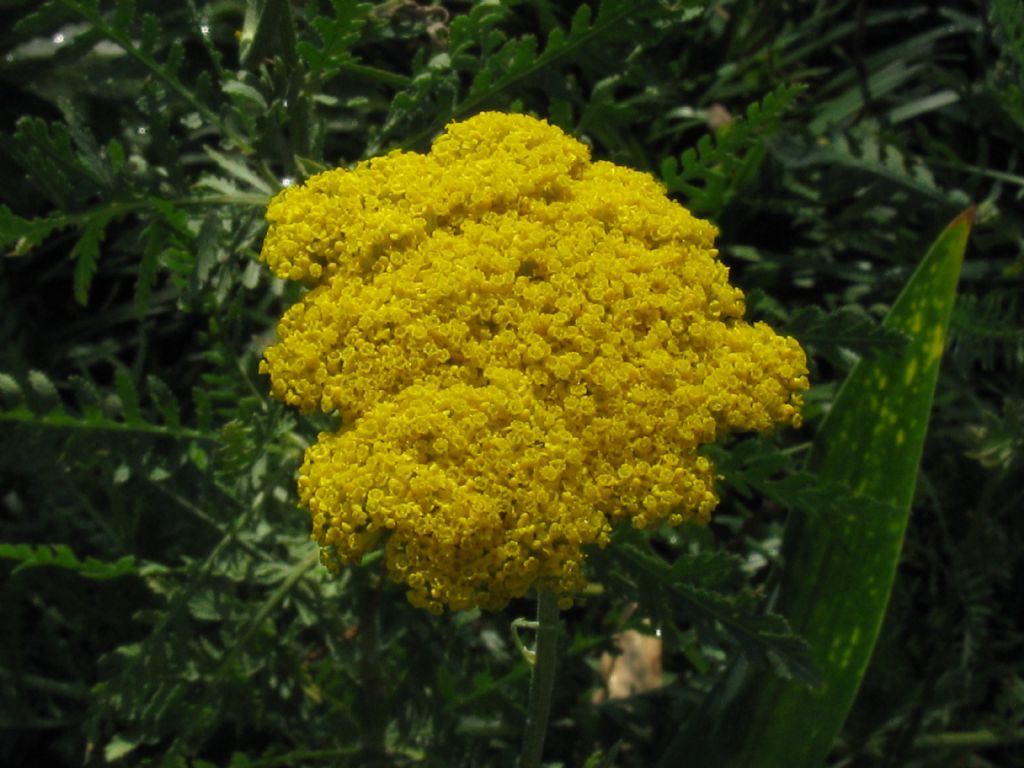 Achillea filipendulina / Millefoglio a foglie di Filipendula